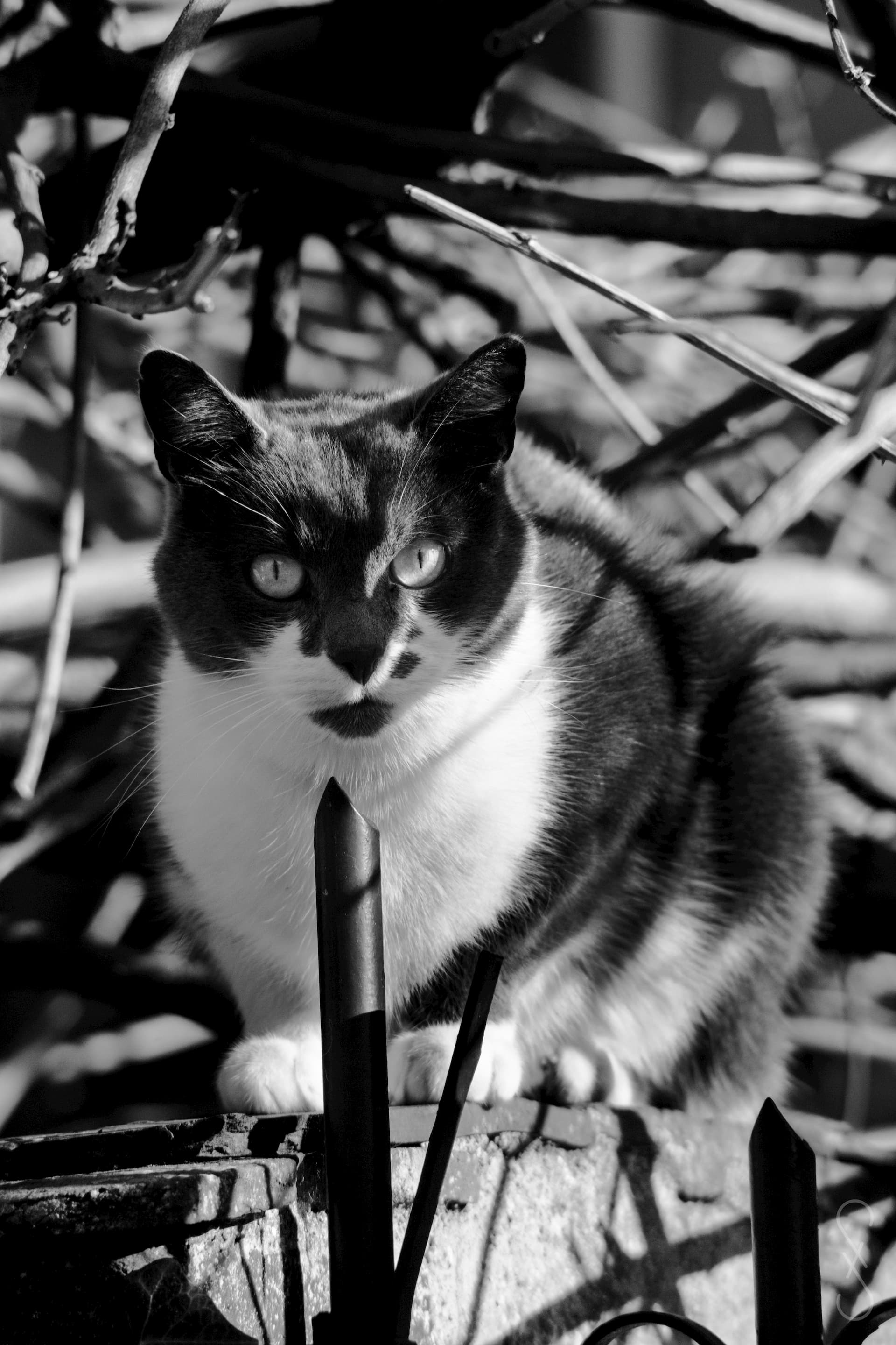 Un chat, en noir et blanc, regarde la caméra, perché sur un mur.