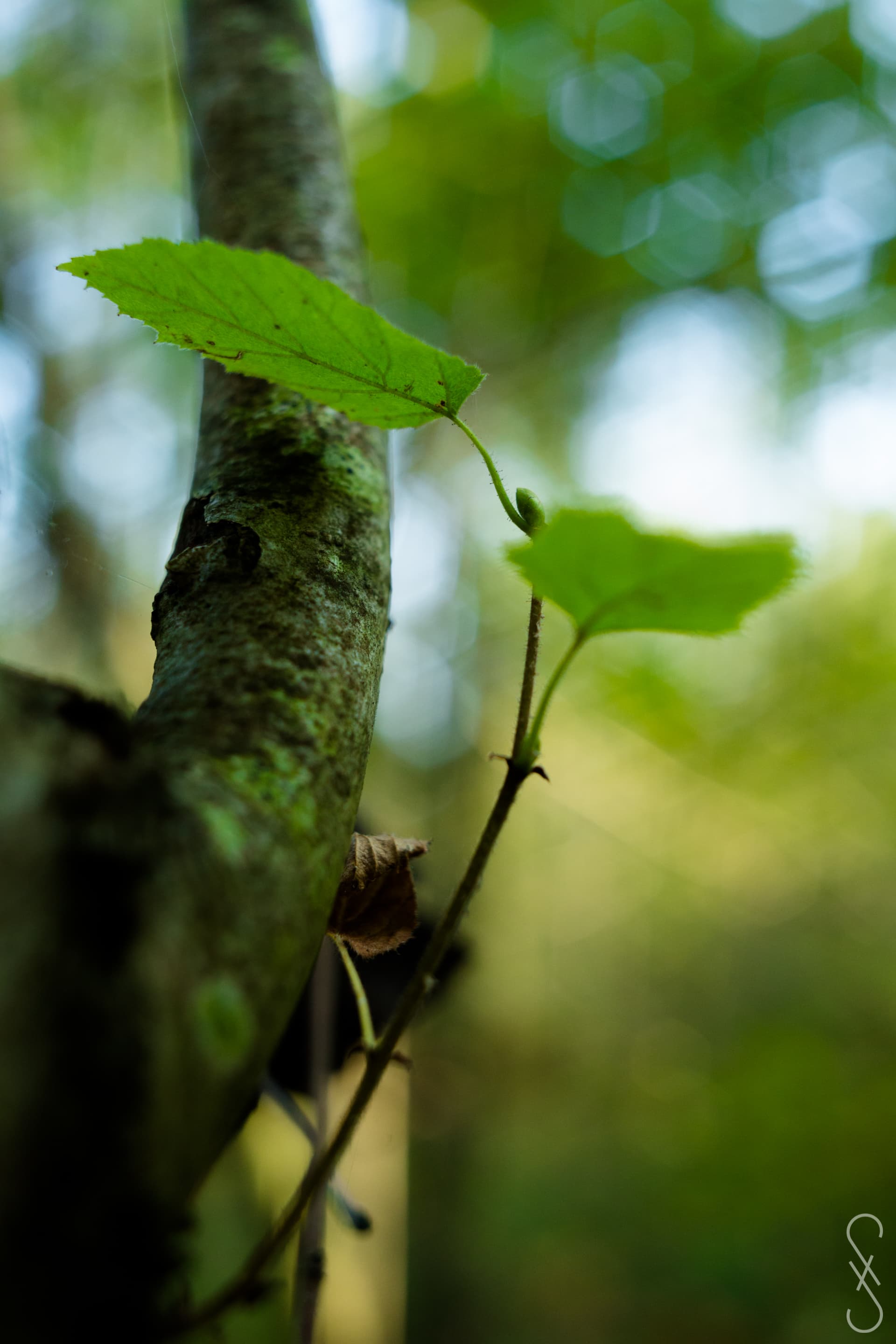 Une jeune branche à deux feuillex poussant sur une branche plus anciennes.