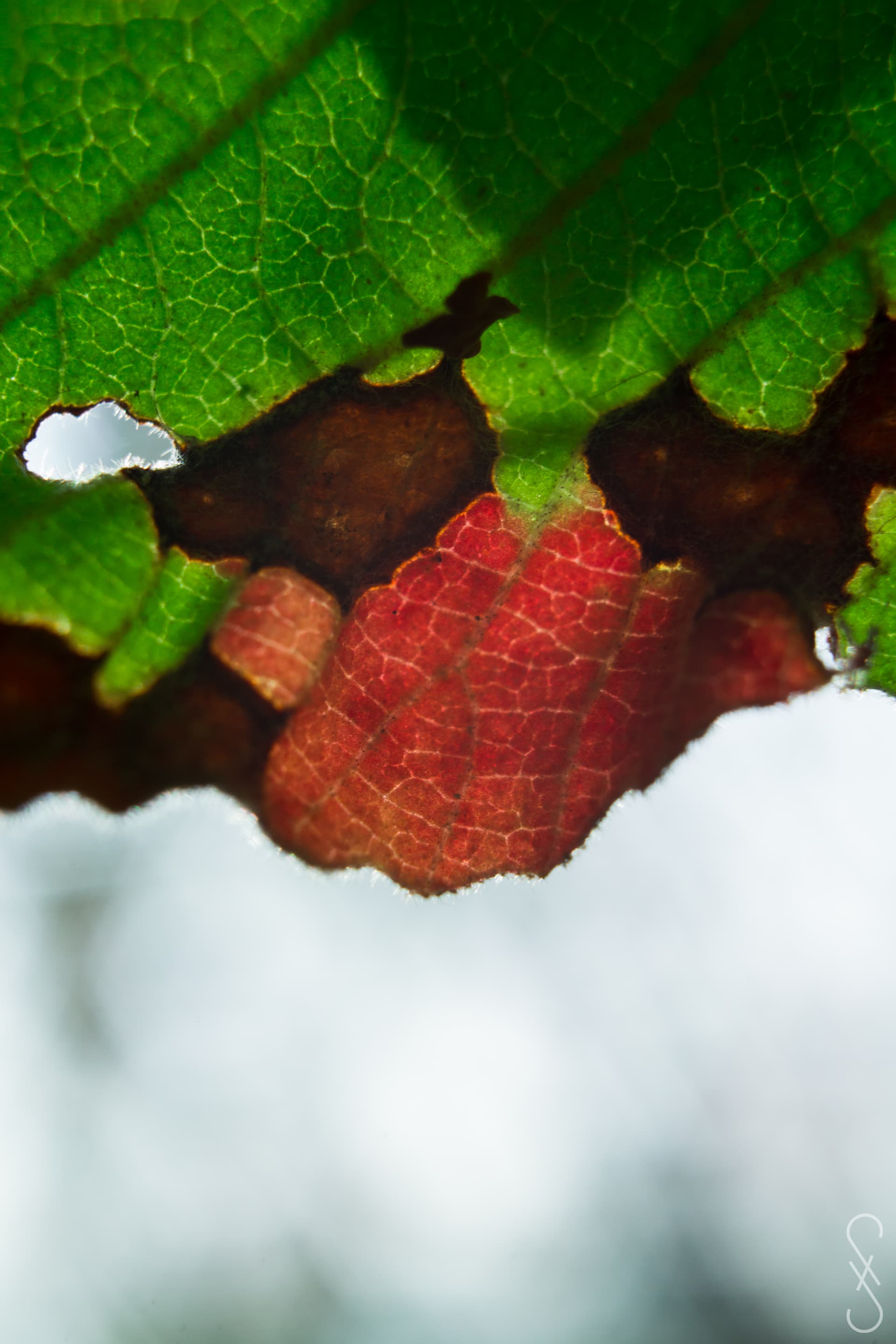 Une feuille endommagé avec en bas une partie rouge et plusieurs parties marrons.