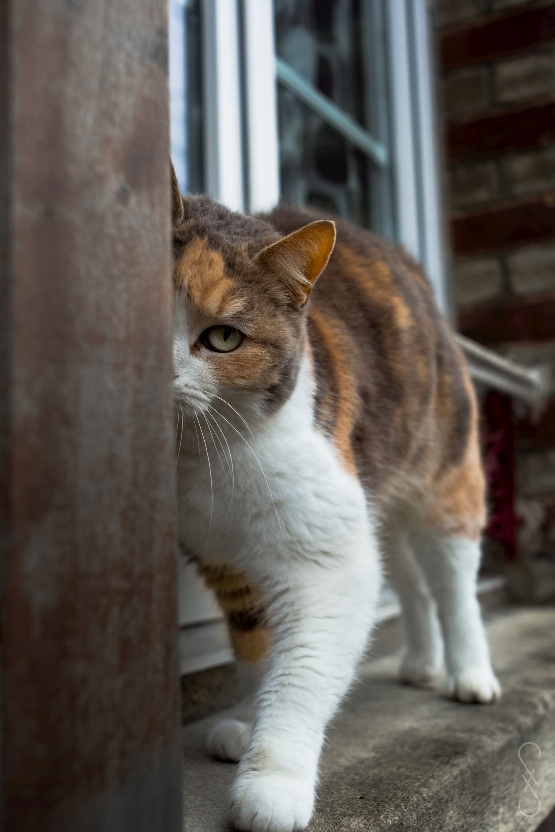 Un chat blanc sur le rebord d'une fenêtre, gris, et roux, cache la moitié de son visage derrière un volet, regardant droit dans la caméra.