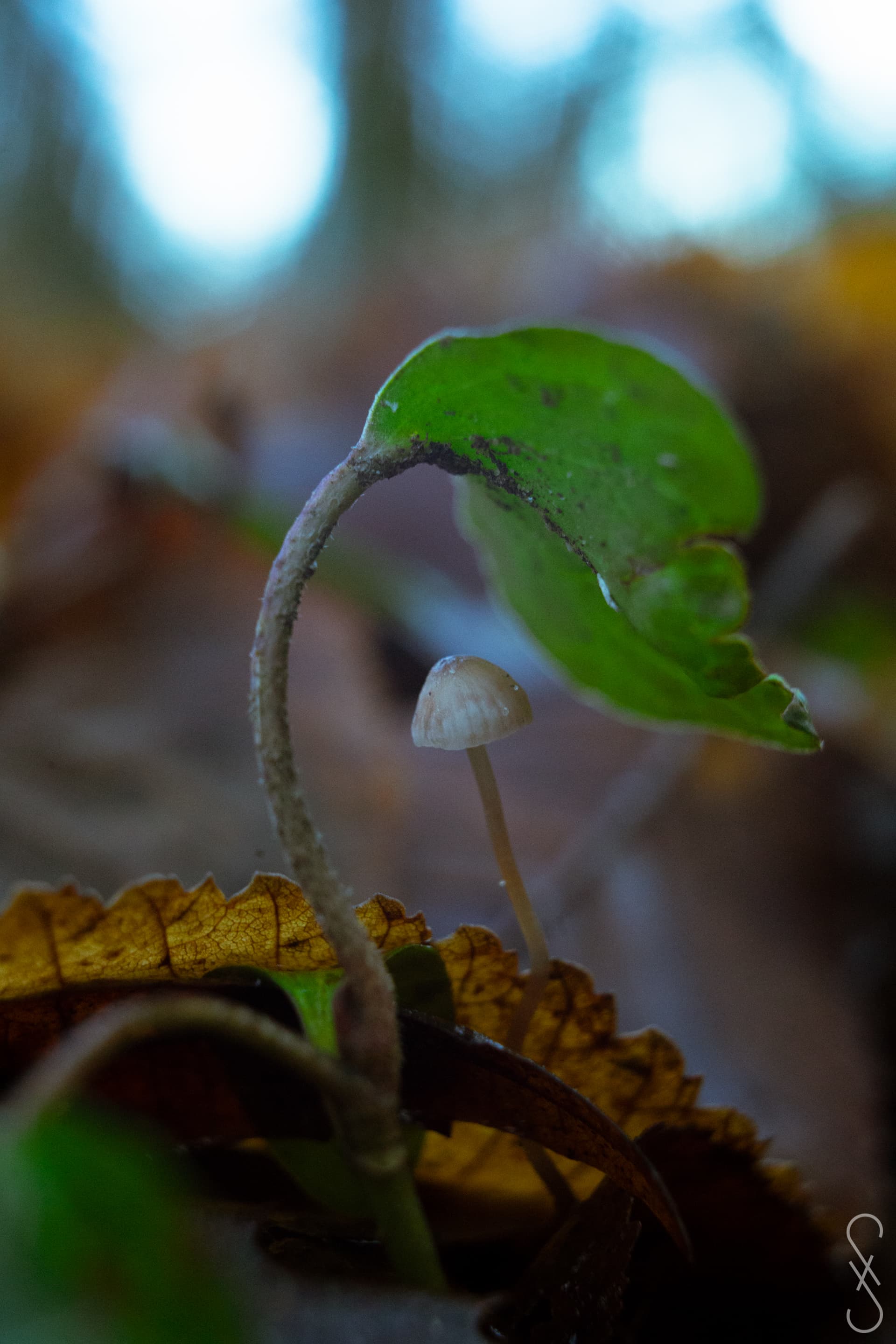 Un champignon elancé, poussant sous la feuille d'une plante rampante.