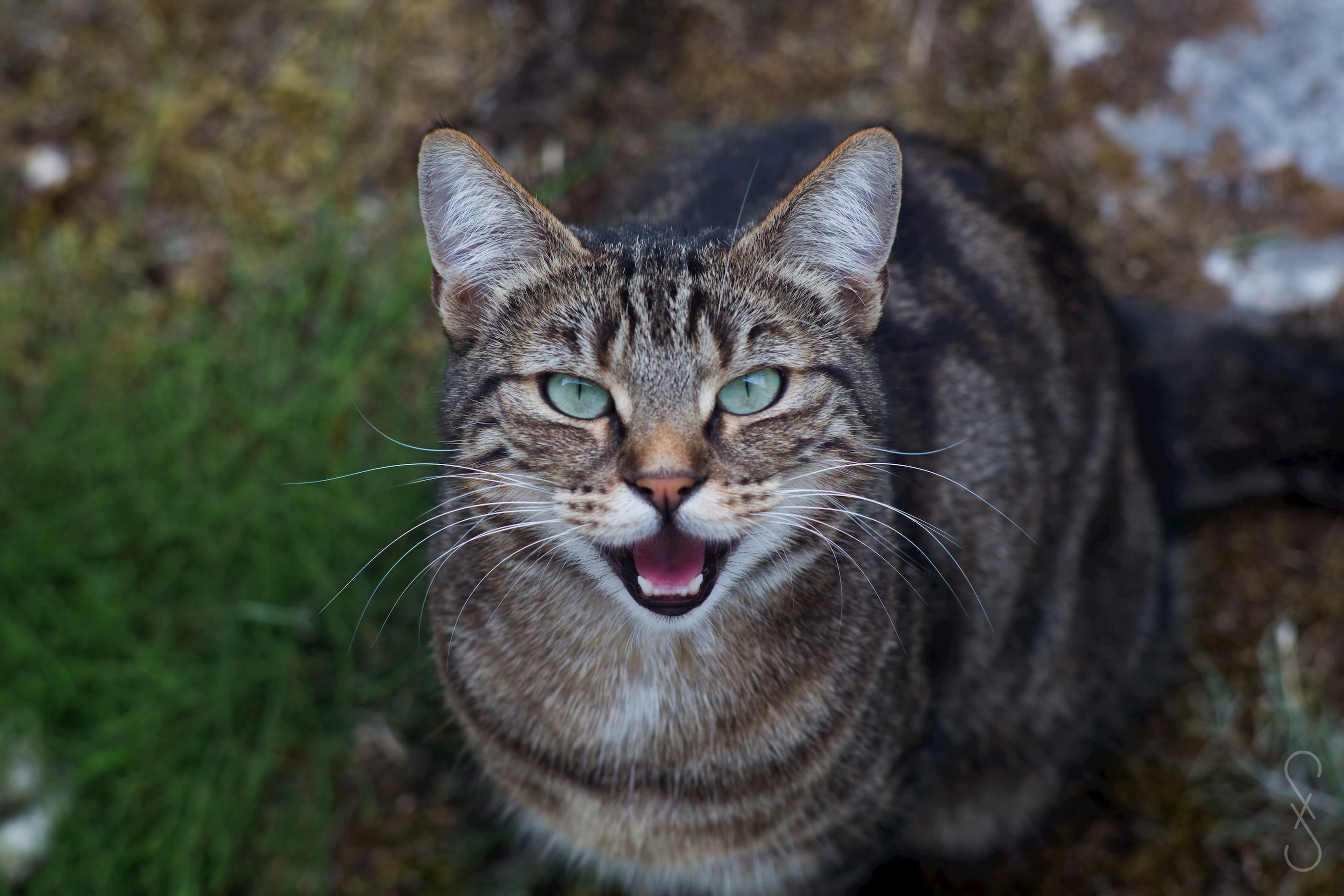 Une chatte grise rayée, regarde de ses yeux verts la droit dans la caméra en miaulant. 